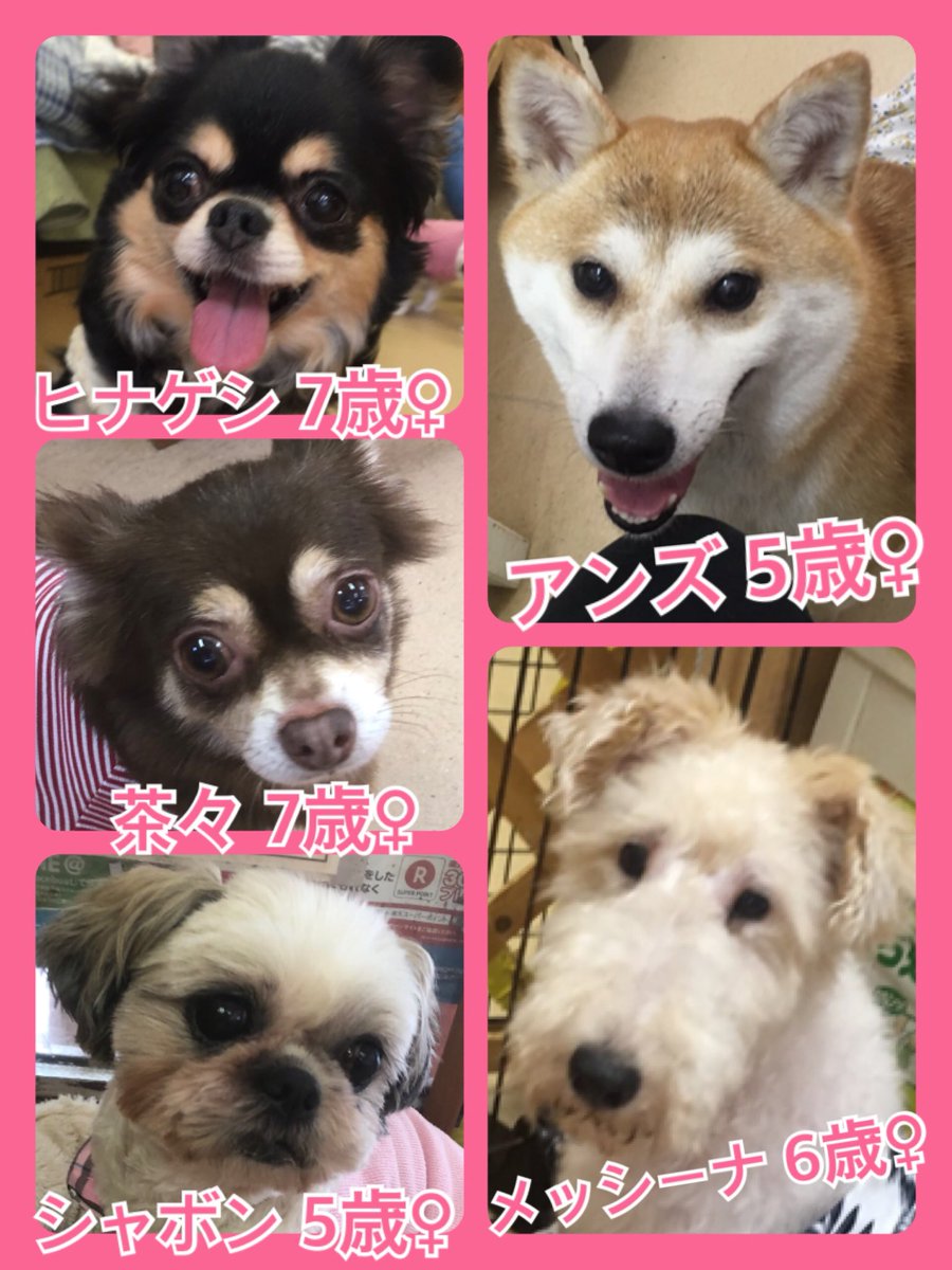 🐾今日の里親様募集中ワンコ🐶メンバーです🐾2019,7,12